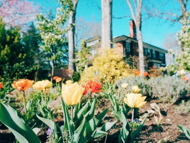 spring flowers on the grounds at sweet biscuit inn B&B in Ashevile